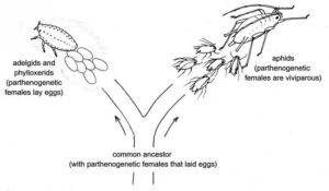 Eggs and embryos: how aphids develop without sex – Blackman & Eastop's ...